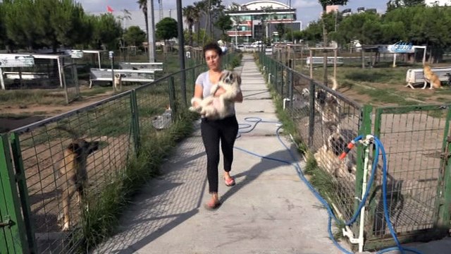 Genç kız, otomobil çarpan köpeğin tedavisi için zamanla yarıştı