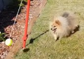 Pomeranian Has Never-Ending Fun With Backyard Tennis Game