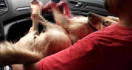 Kocaeli'de, Cani Müezzin Tavuklarına Saldıran Köpeği Tüfekle Öldürdü