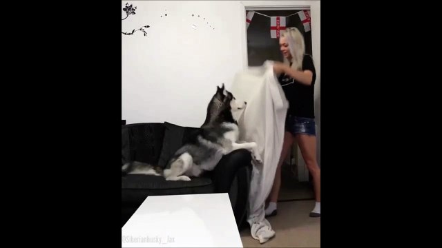 Réaction d'un Husky face à un tour de magie... Adorable