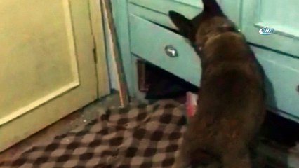 Koltuk arasındaki uyuşturucuyu narkotik köpeği buldu