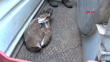 Gaziantep Yol Kenarında Bulunan Kızıl Şahin Tedaviye Alındı