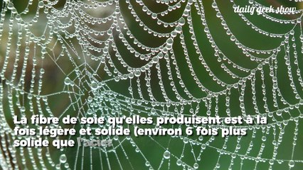Une entreprise explique avoir réussi à créer de la toile d'araignée artificielle