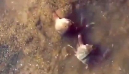 Arkadaşını Korumaya Çalışan Cesur Yengeç Şaşırttı