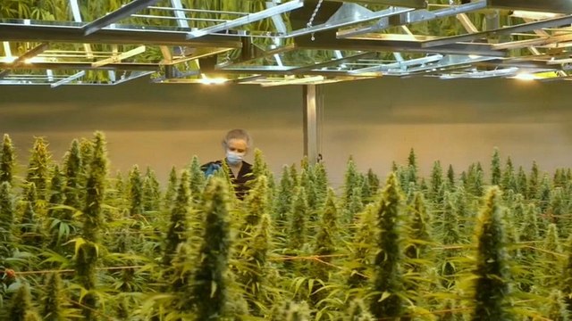 Канада на шаг ближе к легализации