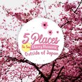 Looking to enjoy Sakura this spring season? Here's a list of popular cities outside of Japan where you can get a chance to witness the cherry blossom in its ful