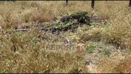 Vlorë, aksioni i fshehtë i policisë, Report TV në plantacionin e kanabisit, hashashi çel sërish
