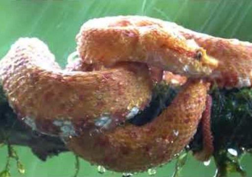 Snake Welcomes Rain Shower in Humid Rainforest