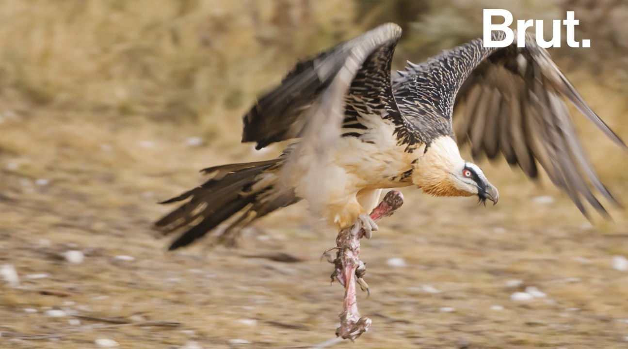 Le gypaète barbu, le seul oiseau au monde à se nourrir principalement d'os gypaète barbu