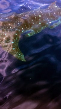 Whale Shark Sighting