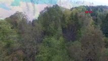 Zonguldak Orman Genel Müdürlüğü, Dünyanın En Yaşlı Porsuk Ağacını Tanıttı Hd