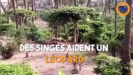 Des singes aident un léopard tombé dans un puits