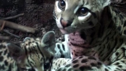 Se confirma que grandes felinos dejan mensajes a otros miembros de su especie