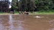 Un éléphant se jette à l'eau pour sauver un homme sur le point de se noyer