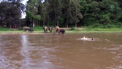 Un éléphant se jette à l'eau pour sauver un homme sur le point de se noyer