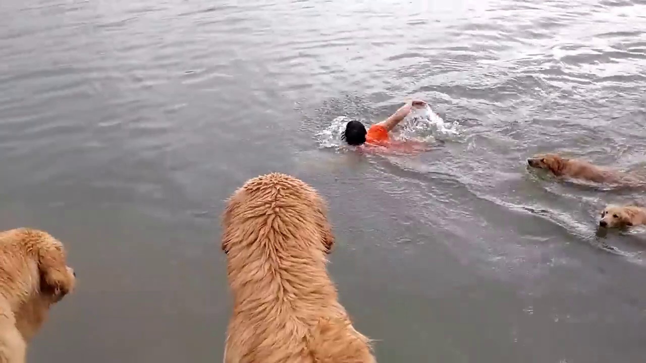 Les Golden Retrievers font trempette (Thailand )