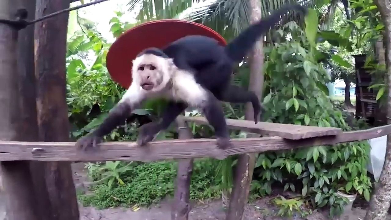 Singes VS Touristes