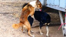 German Shepherd Female Vs Canaan Dog in front of house - Incredible Dogs Meeting In Village