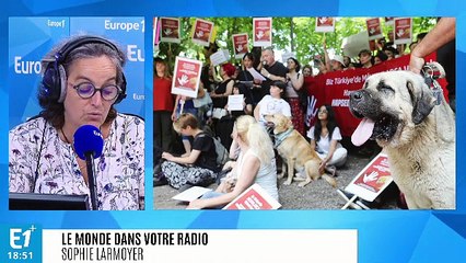 Turquie : la cruauté envers les animaux devient un thème centrale de la campagne présidentielle