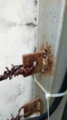 Gecko Tries to Chomp on Camera