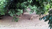 Affrontement féroce entre deux tigres dans une réserve d'Inde