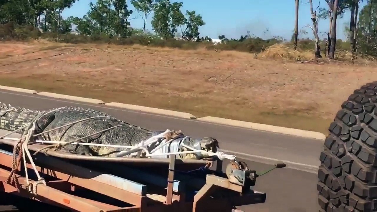 Voilà ce qu'on peut croiser sur les routes de Floride : alligator ligoté sur la remorque