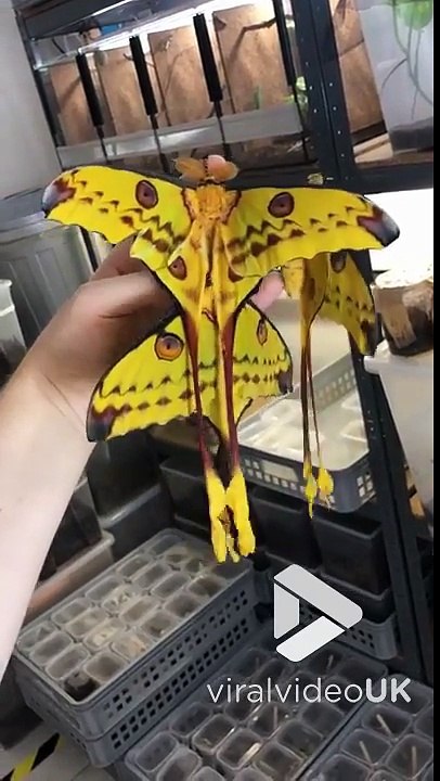 Ces papillons géants ressemblent à des cerf volants