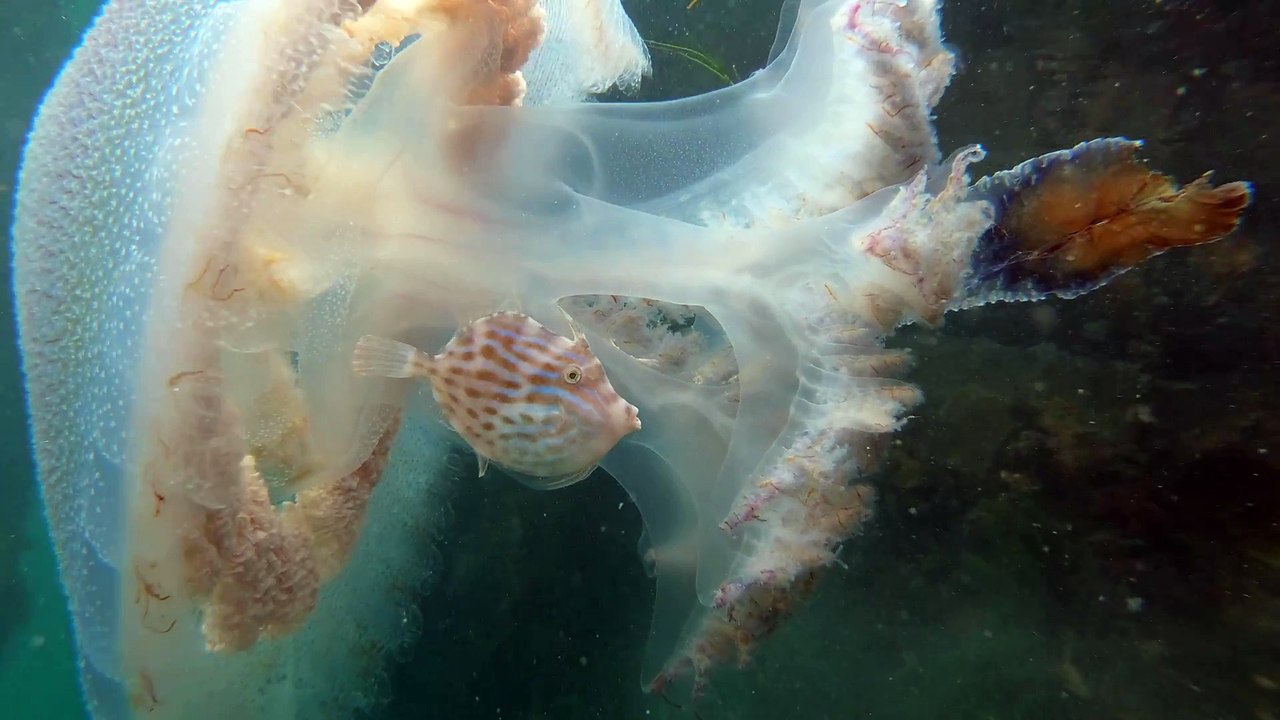 Un poisson se réfugie dans une méduse pour se protéger des prédateurs