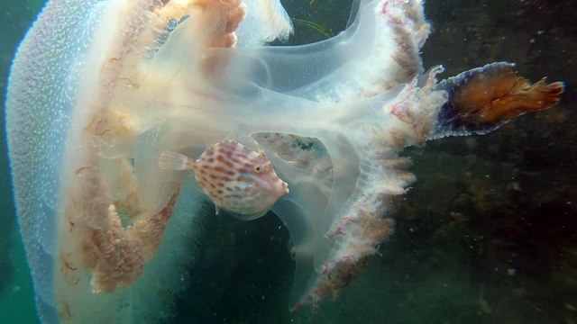 Un poisson se réfugie dans une méduse pour se protéger des prédateurs