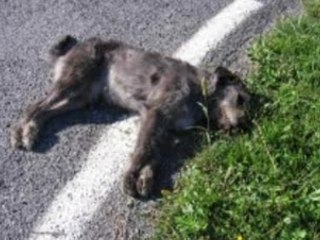 Giugliano (Na) I rifiuti li gestisce l'ecomafia