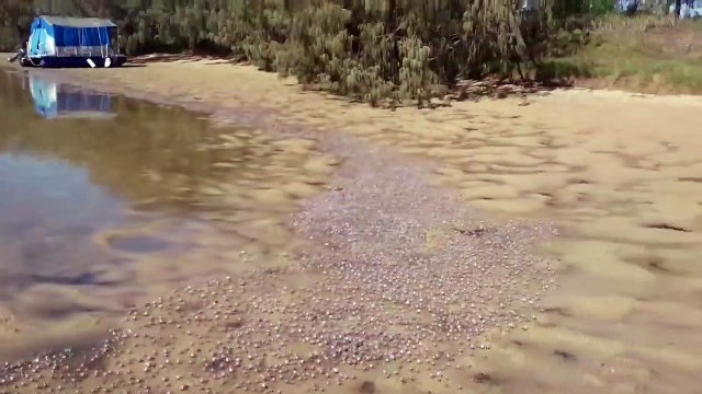 Quand des centaines de crabes envahissent une plage
