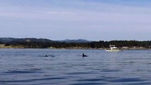 Very Unexprected but really a great adventure -Killer Whales around Sooke