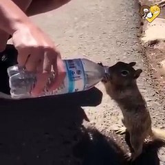 Vjeverica pije vodu