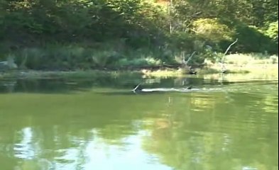 Unbelievable but real :Great White Shark in Massachusetts salt pond