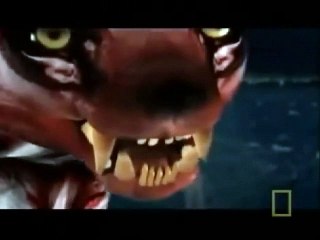 Predators at War Part 1/2 (Nature Documentary)