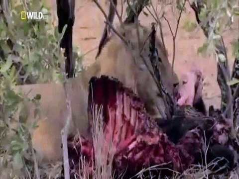 Big Cats Of The Timbavati - National Geographic Wild Documentary