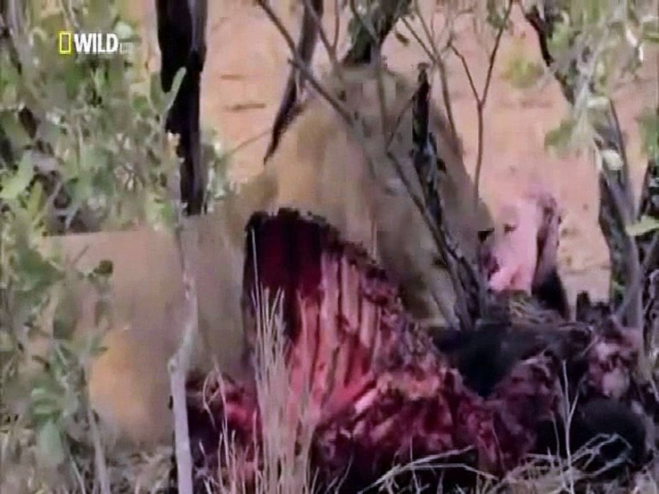 Big Cats Of The Timbavati - National Geographic Wild Documentary