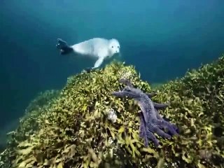 Alaskan Killer Shark - Nature Documentary