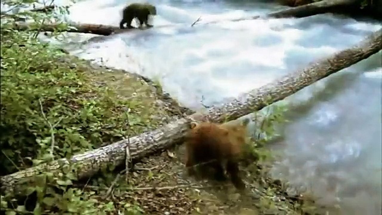 Bears of the Last Frontier (Part 2): The Road North (PBS Nature Documentary) part 1/2