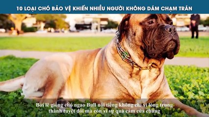 10 LOẠI CHÓ BẢO VỆ KHIẾN NHIỀU NGƯỜI KHÔNG DÁM CHẠM TRÁN