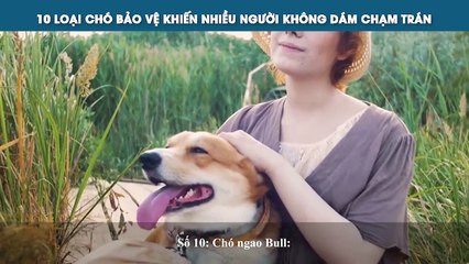 10 LOẠI CHÓ BẢO VỆ KHIẾN NHIỀU NGƯỜI KHÔNG DÁM CHẠM TRÁN