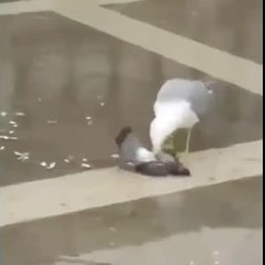 사설배팅사이트 (【『ＳＡＹ８7。ＣＯＭ 』】)【코드: 0004】▧vwoIBC에이전시