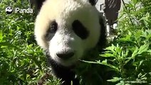 #SuperPandaWhat are the ways to stop pandas from knocking on the cameras?All history episodes of Super Panda: