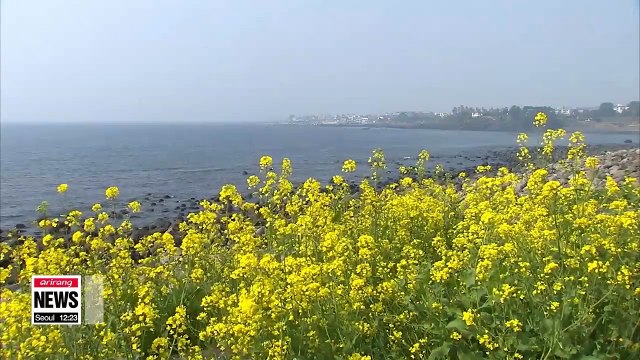 Jeju Island preparing jobs, assistance for Yemeni asylum seekers