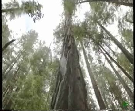 Arboles gigantes: Secuoyas rojas de California (Adaptaciones especiales)
