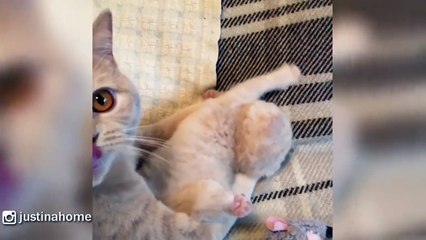 Mama Cat Cleaning Her Cute Baby Kitten