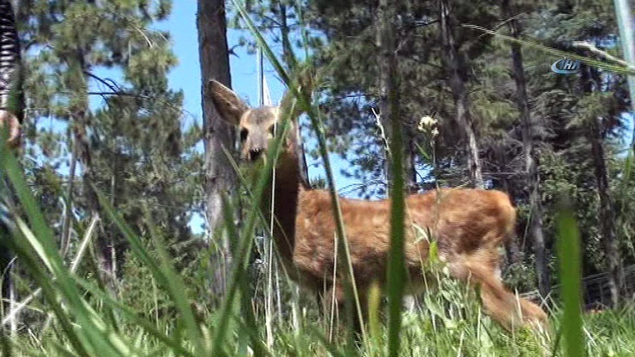 Annesi ölen yavru karaca “Minnoş”a bebek gibi bakıyorlar