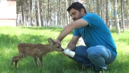 Annesi Ölen Yavru Karaca "Minnoş"A Bebek Gibi Bakıyorlar