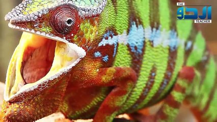 Chipkali Ko Marna Sawab Hai Ya Phr Kuch Aur Haqeeqat Is Lizard Dangerous Or What The Urdu Teacher