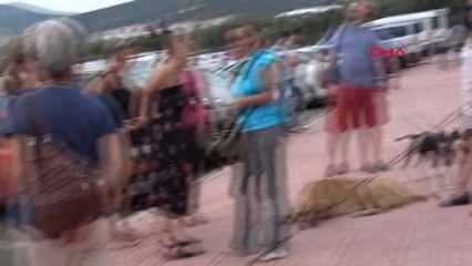 Muğla Bodrum'da Hayvanseverlerden Kötü Muameleye Tepki